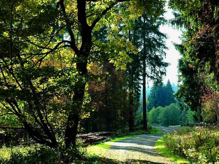Bergwildnis - bunter Wald
