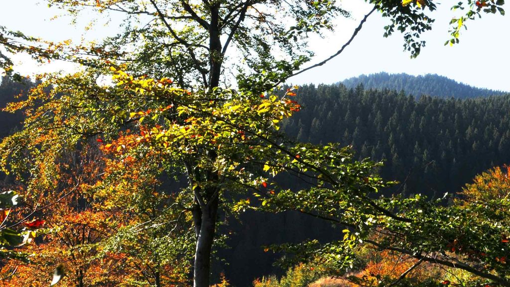 Herbst im Harzer Wald