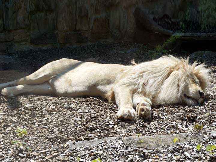 Weißer Löwe im Zoo Aschersleben