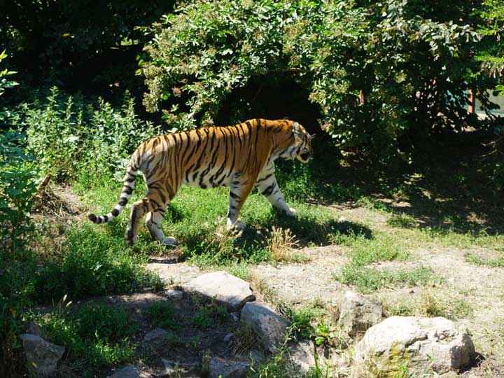 Tigergehege im Zoo Aschersleben