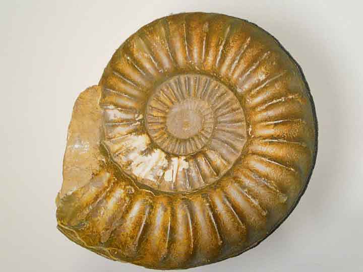 Ammonit aus dem Geomuseum der Uni Clausthal-Zellerfeld