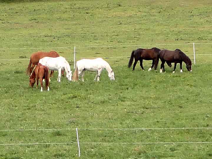 Pferdekoppel im Harz