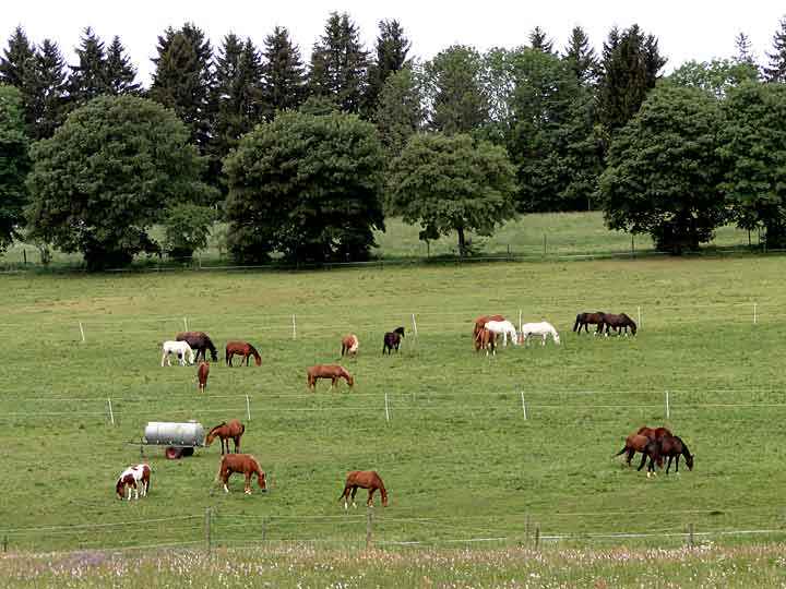 Pferde auf der Weide bei Buntenbock
