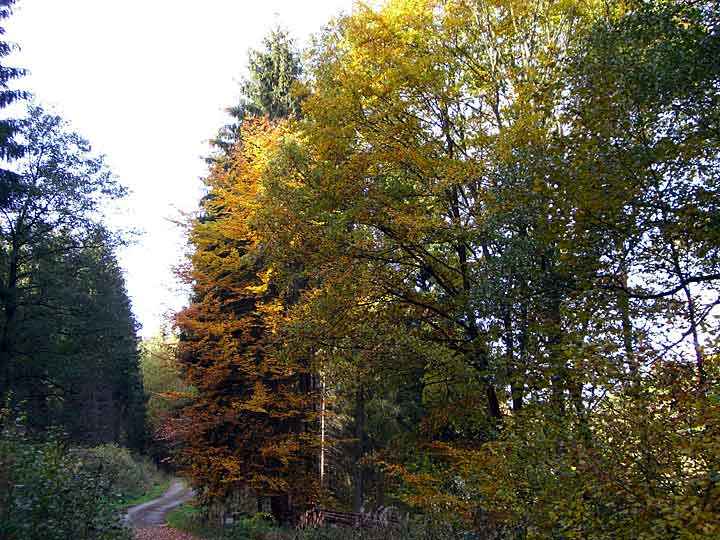 Herbstwald bei Dankerode