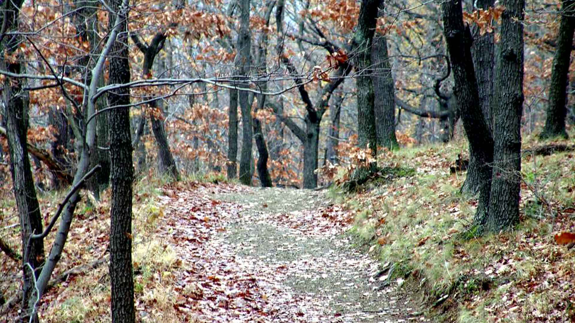 Forstbotanischer oder Preußisch-Anhalter Grenzweg Gernrode