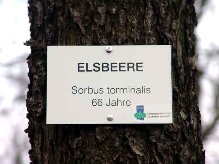 Elsbeere am Forstbotanischen oder Preußisch-Anhalter Grenzweg Gernrode