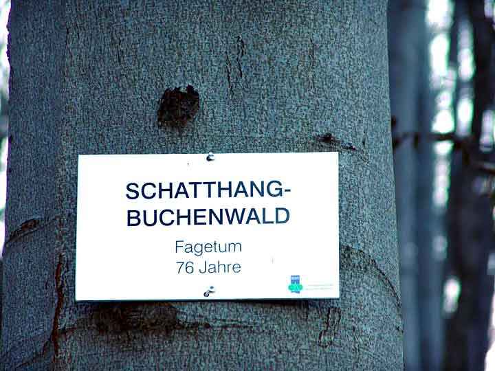 Schatthang-Buchenwald am Forstbotanischen oder Preußisch-Anhalter Grenzweg Gernrode