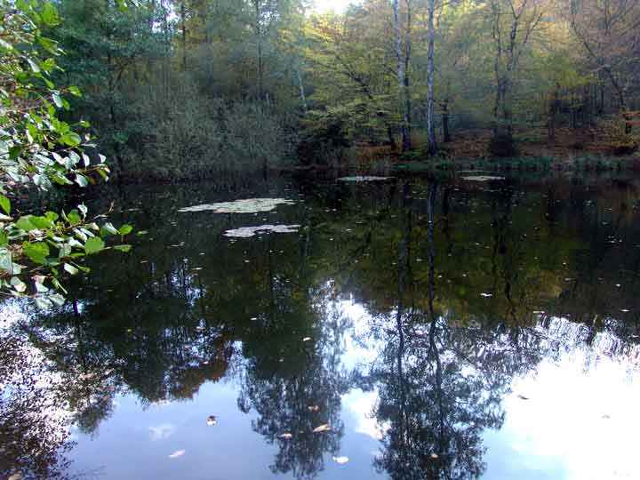 Wasserspiegelei am Heiligen Teich bei Gernrode
