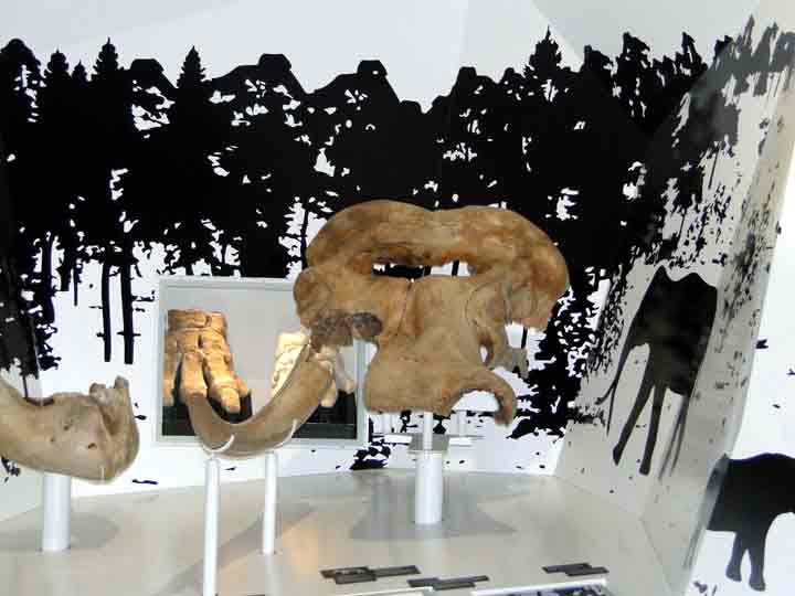 Das Forschungsmuseum Schöningen - Ausstellung Mammut