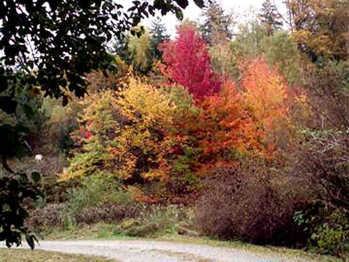 Farbenpracht im Arboretum Bad Grund – WeltWald Harz