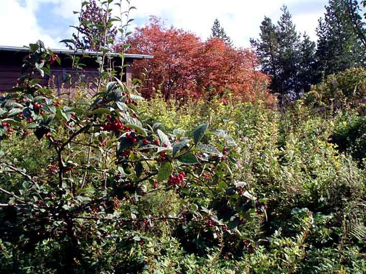 Fruchtgehölze im Arboretum Bad Grund – WeltWald Harz