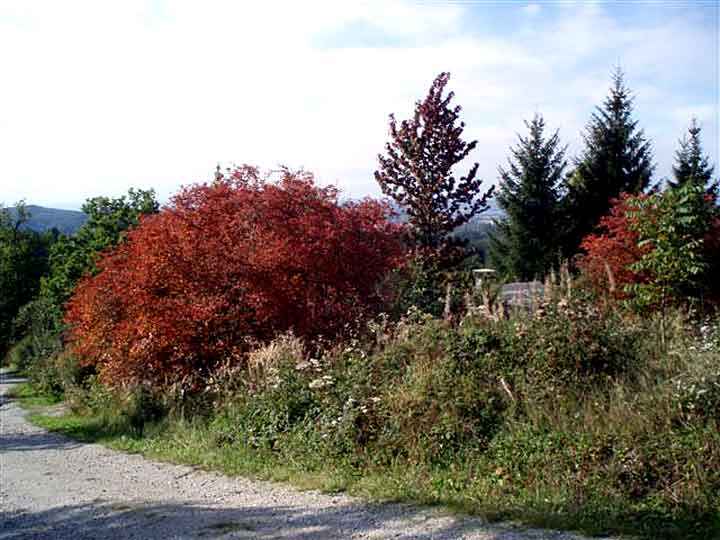 Herbst im Arboretum Bad Grund – WeltWald Harz