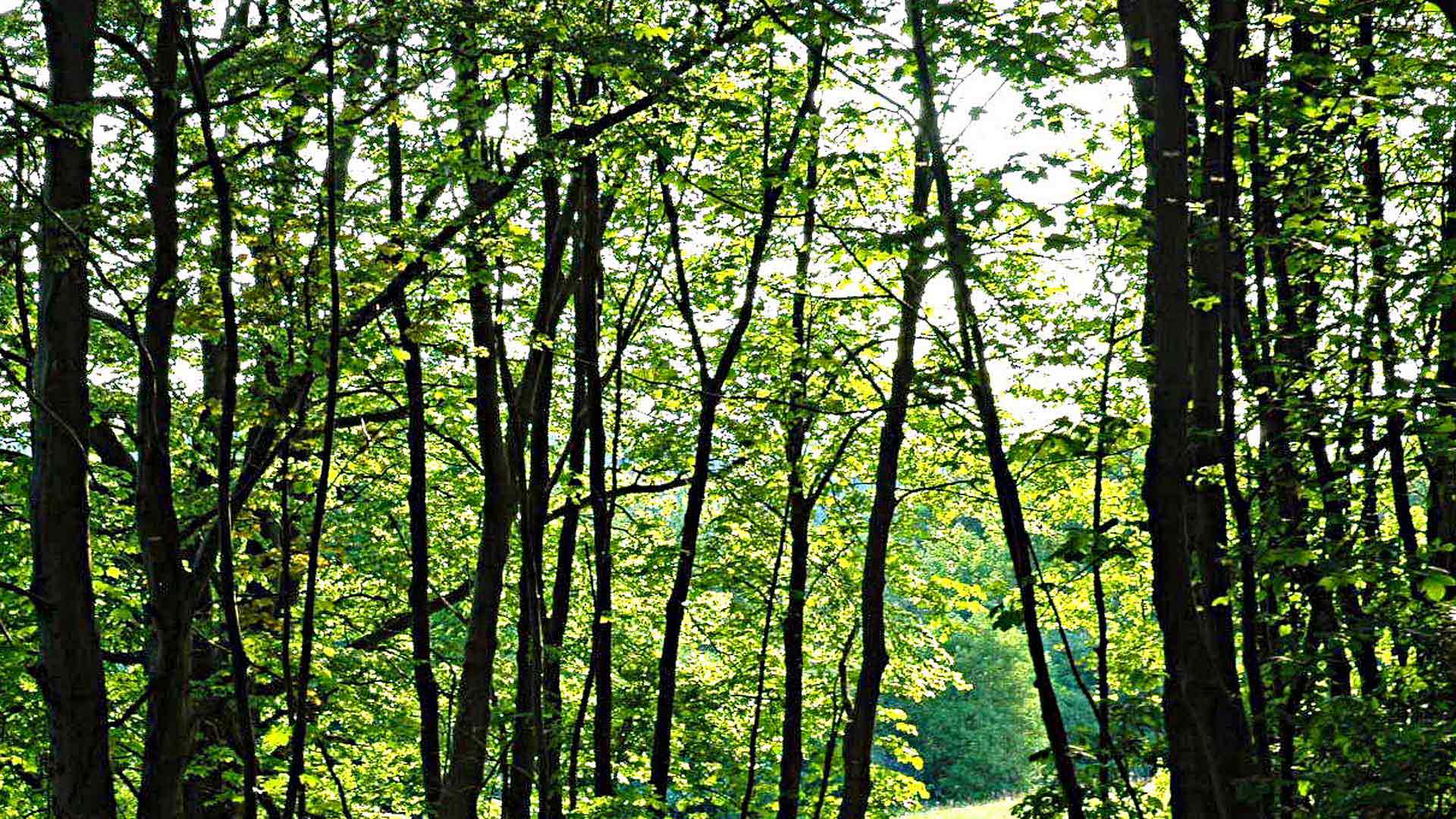 Wälder um Breitenstein