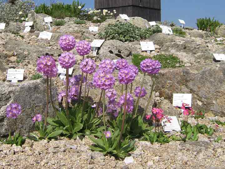 Der Brockengarten - das Alpinum - Blühende Polsterstaude