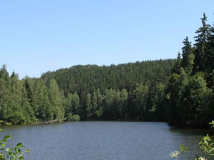 Waldufer am Bergsee in Güntersberge