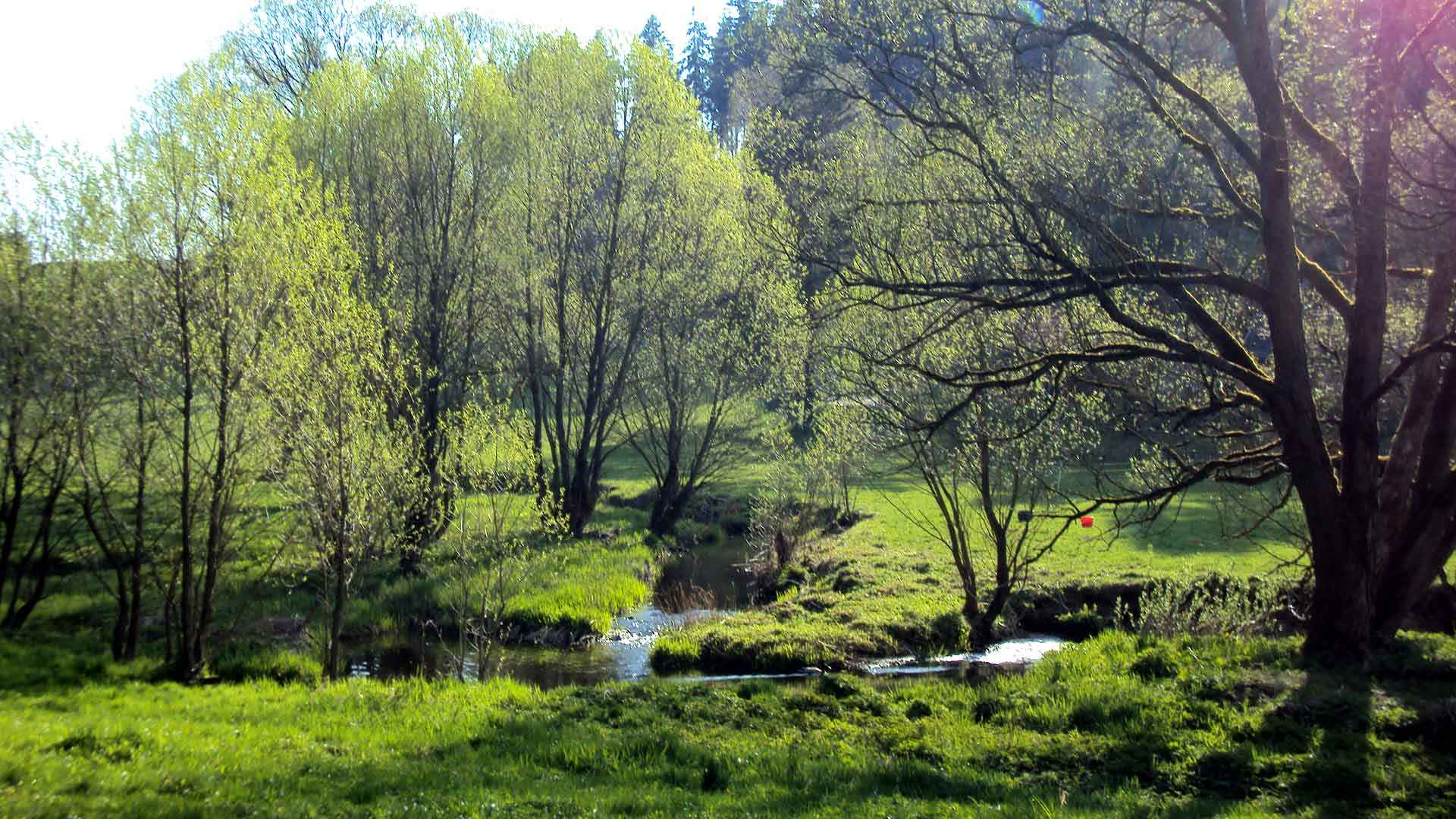 Harzer Bachtäler - Wandern und Natur genießen