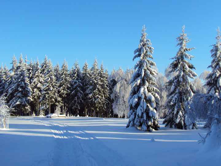 Winterwald mit Loipen