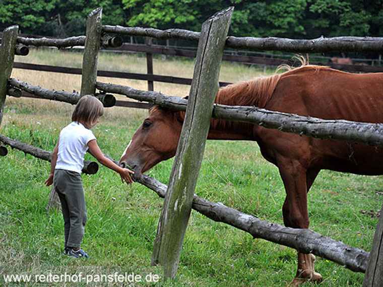 Reiterhof Pansfelde - Pferd auf der Weide
