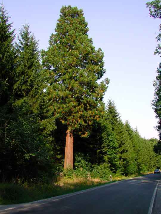 Riesen-Mammutbaum bei Allrode