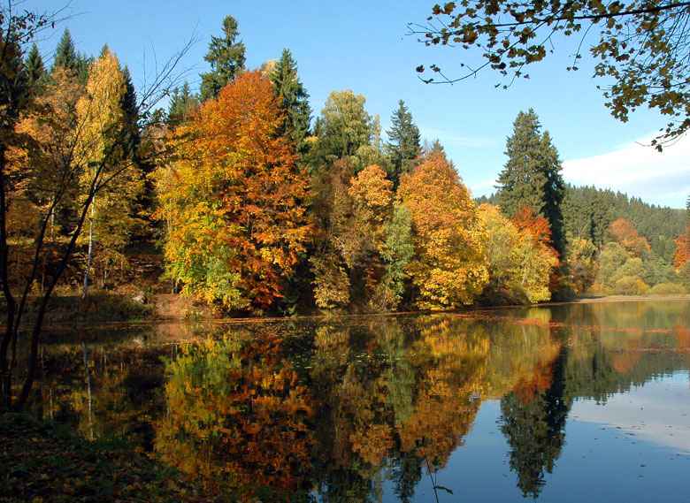 Herbstlicher Wald im Harz - Wasserspiegeleien