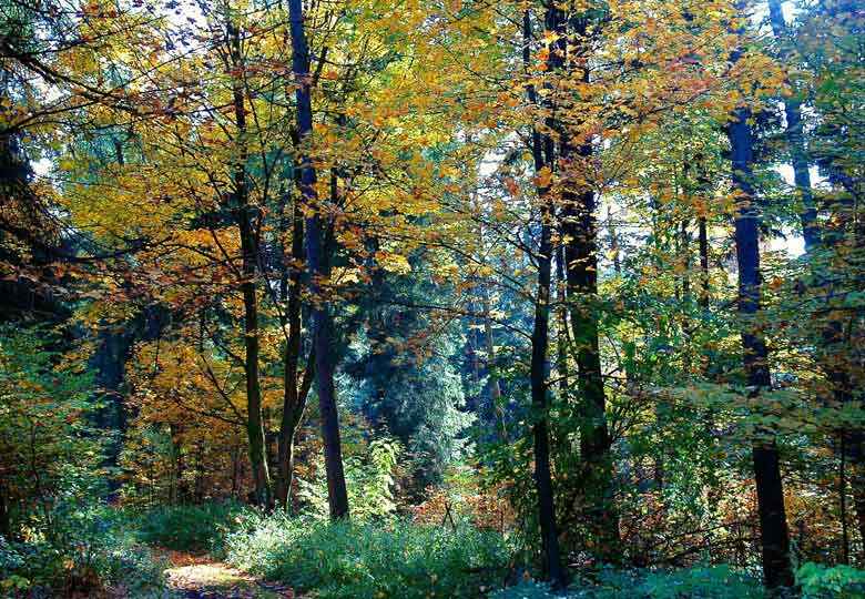 Bunter Buchenwald im Harz-Herbst
