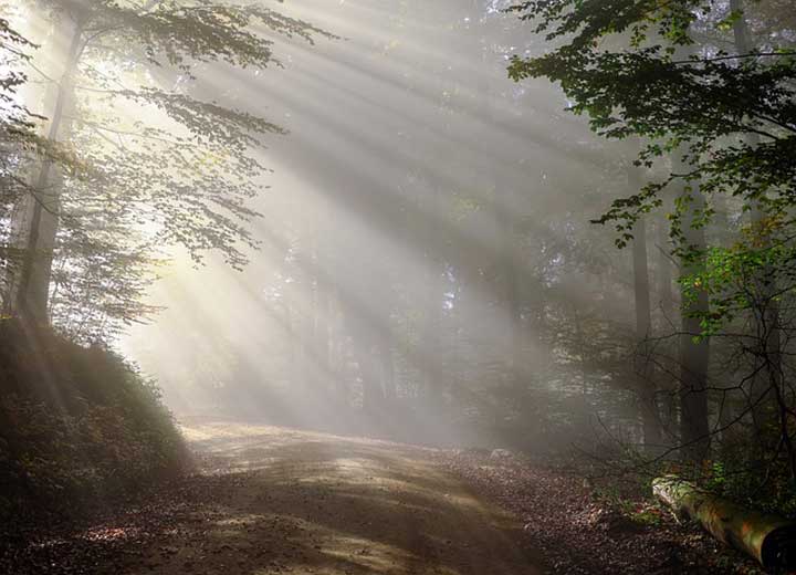 Sonnendurchfluteter Wald, Foto Pixabay