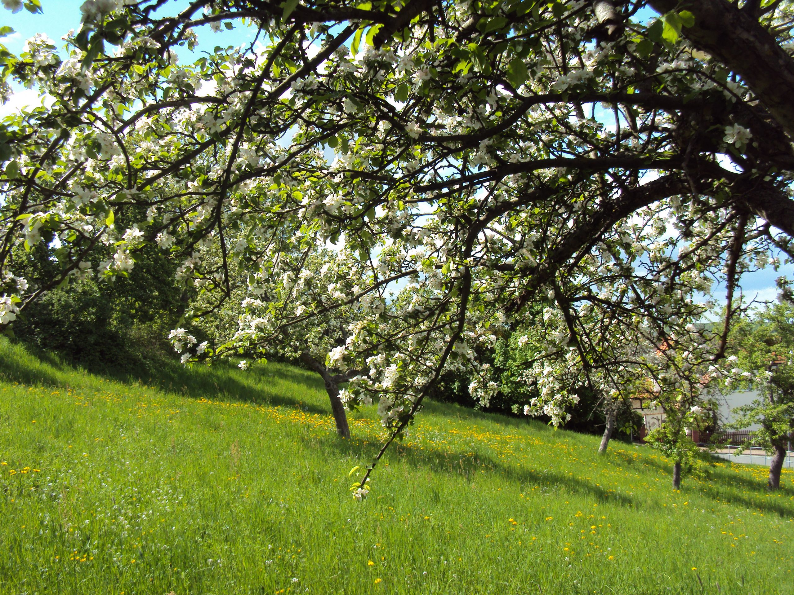 Frühling im Harz - blühende Apfelbäume